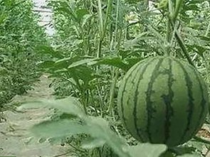 揭秘娱乐圈背后的真假风波：吃瓜群众别被诈骗电话套路了！📱🤔