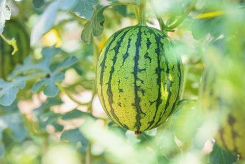 张津瑜最新涉视频事件引热议，警花形象遭质疑