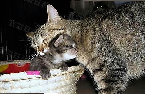 从幕后到台前：明星李薇的华丽转身引发热议