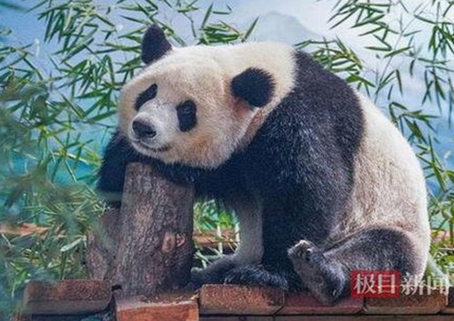 国产第一视频引领视听新潮，网友热议内容创新与争议点