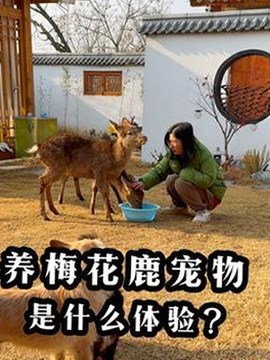 “吃瓜娱乐器”背后真相浮出水面：谁在操控？